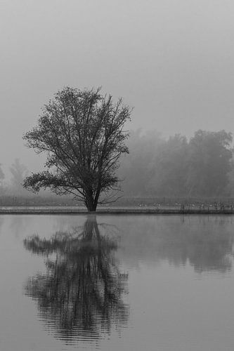 Grote boom. Water. Zwart-wit
