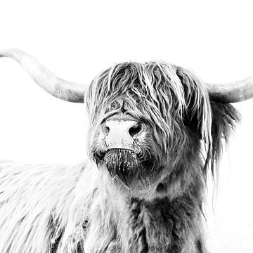 Hooglanders Frida van Monika Strigel
