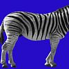 Zebra  op een felblauwe achtergrond van Patricia Hofmeester
