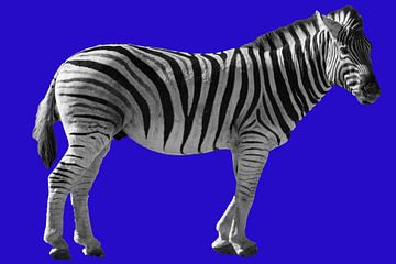Zebra  op een felblauwe achtergrond