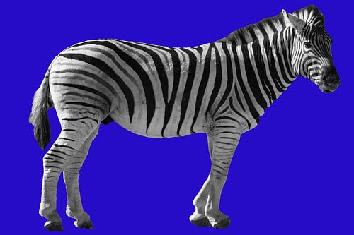 Zebra  op een felblauwe achtergrond