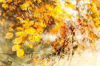 Wervelwindje door de bladeren, het is herfst