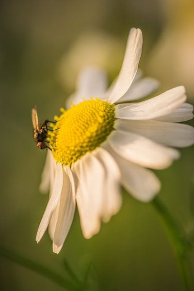 chamomile by Miranda Rijnen Fotografie