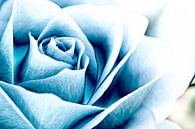 Blauwe roos von John Groen Miniaturansicht