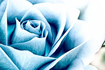 Blauwe roos von John Groen