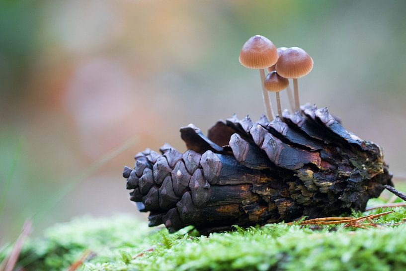 Champignon sur une pomme de pin par Marcel Geerings