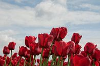 rode tulpen von ChrisWillemsen Miniaturansicht