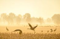 Common Cranes or Eurasion Cranes in field during sunrise by Sjoerd van der Wal Photography thumbnail