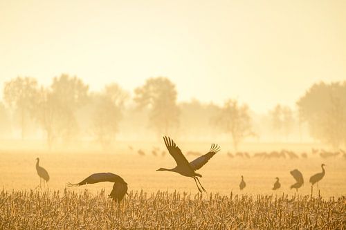 Kraanvogels in het veld tijdens zonsopgang