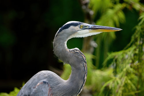 A great blue heron up close
