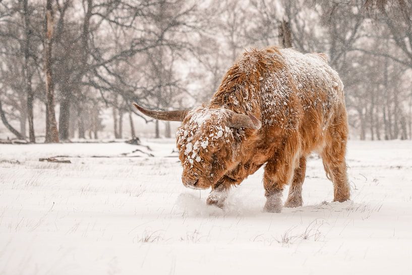 Scottish Highlander in the snow. by Albert Beukhof