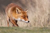 Den Fuchs wieder einfangen
