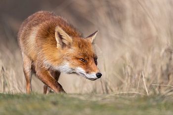 Den Fuchs wieder einfangen