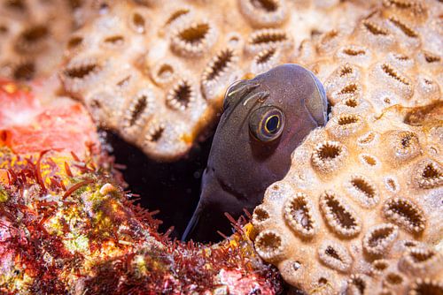 Gobies @ Komodo, Indonesia