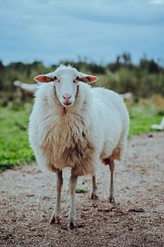 Schafe von Eva Ruiten