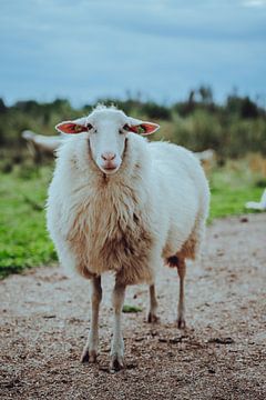 Schaap van Eva Ruiten