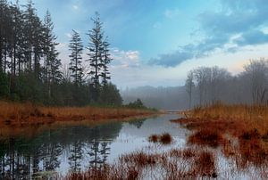 Misty autumn forest with lake