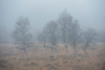 Birches in the mist on the Gasterse dunes Drenthe by Rick Goede
