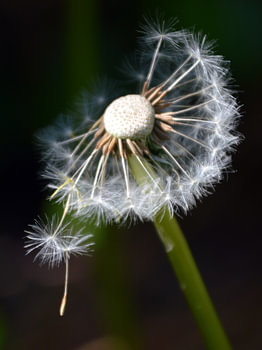 Paardenbloem 