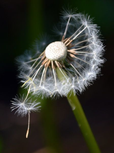 Paardenbloem  by richard de bruyn