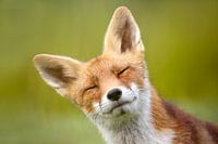 Funny Fox - fox portrait