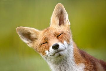 Funny Fox - vossen portret van Roeselien Raimond