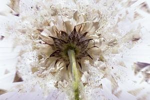Weiße Blume in Fragmentation