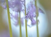 Hyacinten von Elles Rijsdijk Miniaturansicht