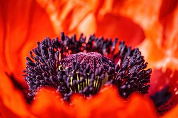 Coquelicot sur Rob Boon