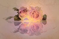 Still Life Roses Nude