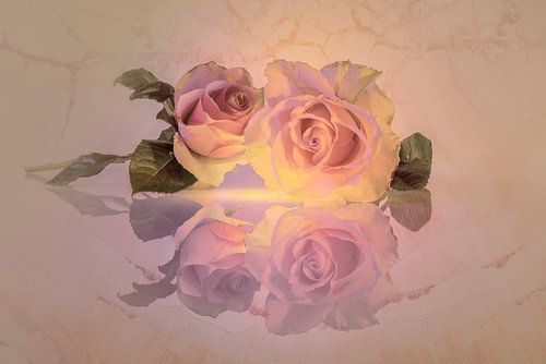 Stilleven. Rozen. Pastel. Peach Fuzz.