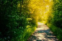 Wanderweg an der Ilm