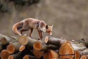 red fox van Pim Leijen