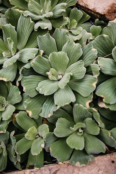 Botanische tuin van Leathitia Zegwaard