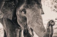 De Olifant