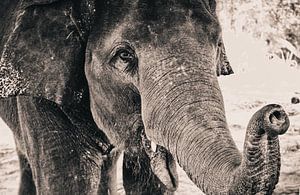L'éléphant