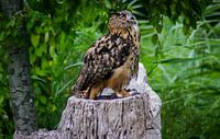 Eagle-owl staring upwards