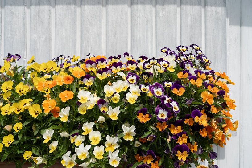 Stiefmütterchen vor einer weißen Holzfassade von Adriana Müller