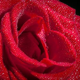 Red rose with raindrops sur HCR Fotografie