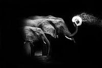 Wasserspiele - Watergames