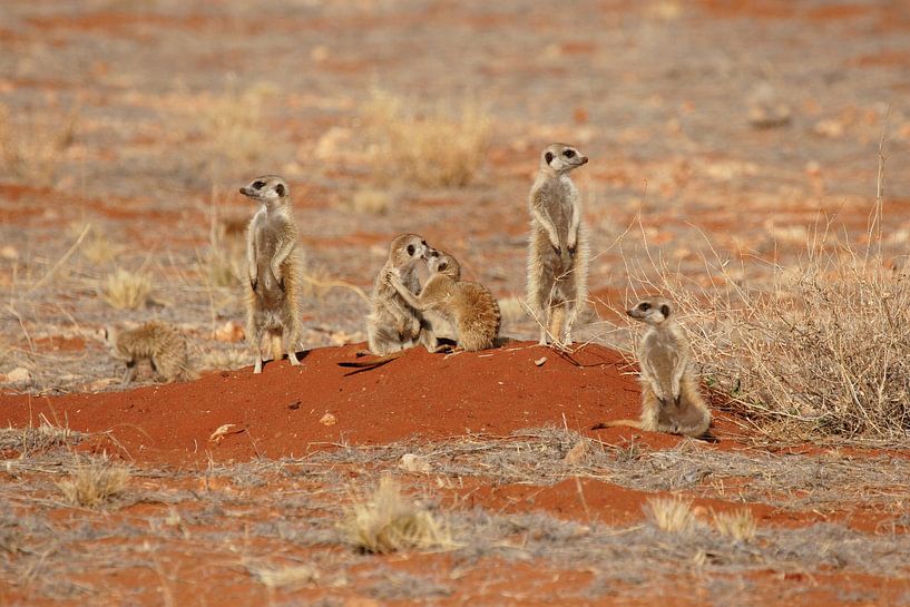 Erdmännchen-Familie von Dirk Rüter