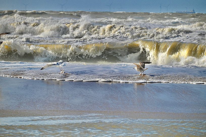 Das Meer und die Möwen von Peter van Rijn
