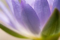 Paarse bloem