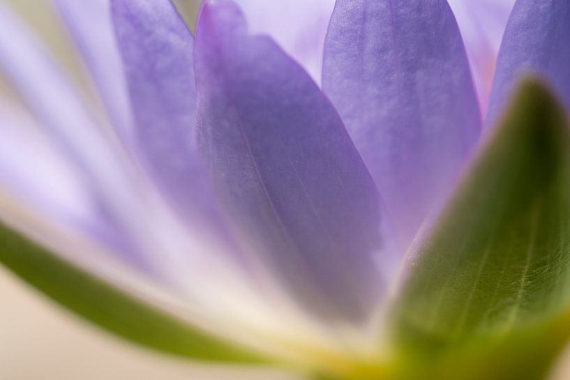 Paarse bloem von Casper Douma
