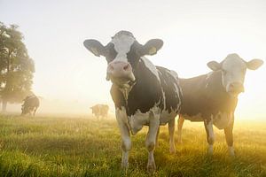 Dutch Cows by Dirk van Egmond