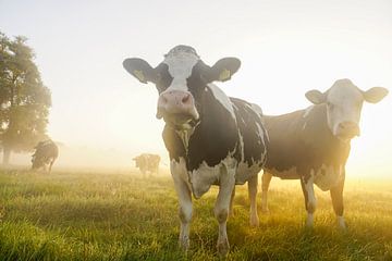 Dutch Cows von Dirk van Egmond