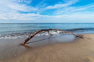 Baumstamm am Weststrand an der Ostseeküste auf dem Fischland-Da