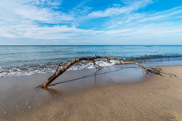 Tronc d'arbre sur la plage ouest de la côte baltique de Fischland-Da sur Rico Ködder