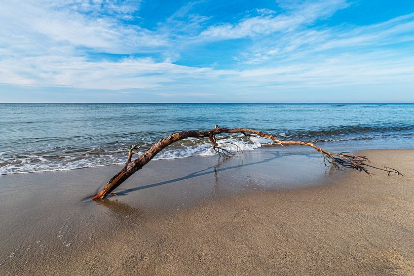 Tree trunk on the west beach on the Baltic Sea coast on the Fischland-Da by Rico Ködder