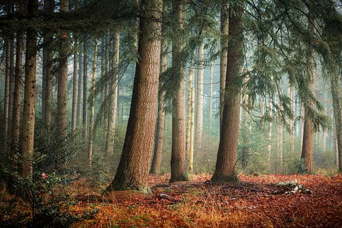 Mystieke Ochtend in het Bos bij Waalwijk